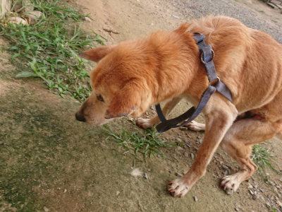 f:id:roukenhome-ann:20190709050354j:plain f:id:roukenhome-ann:20190709050354j:plain