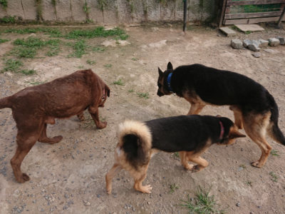 f:id:roukenhome-ann:20190709050358j:plain f:id:roukenhome-ann:20190709050358j:plain
