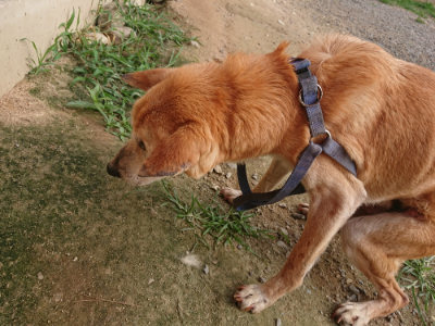 f:id:roukenhome-ann:20190709050411j:plain f:id:roukenhome-ann:20190709050411j:plain