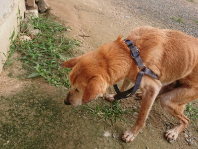 f:id:roukenhome-ann:20190709050417j:plain f:id:roukenhome-ann:20190709050417j:plain