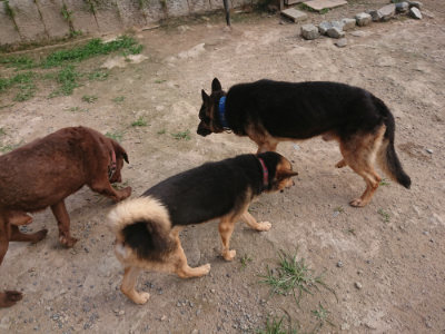f:id:roukenhome-ann:20190709050425j:plain f:id:roukenhome-ann:20190709050425j:plain