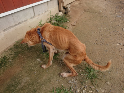 f:id:roukenhome-ann:20190709050433j:plain f:id:roukenhome-ann:20190709050433j:plain