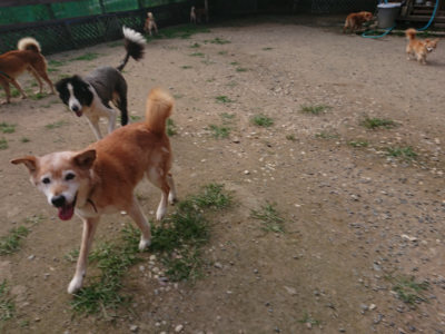 f:id:roukenhome-ann:20190709050439j:plain f:id:roukenhome-ann:20190709050439j:plain