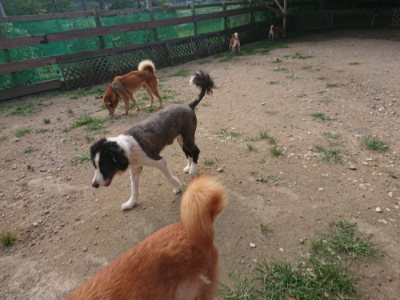 f:id:roukenhome-ann:20190709050443j:plain f:id:roukenhome-ann:20190709050443j:plain