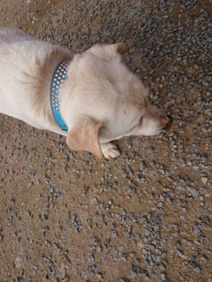 f:id:roukenhome-ann:20190709050456j:plain f:id:roukenhome-ann:20190709050456j:plain