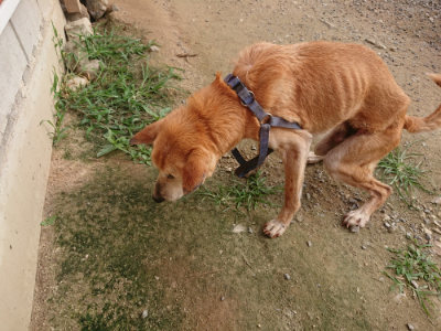 f:id:roukenhome-ann:20190709050504j:plain f:id:roukenhome-ann:20190709050504j:plain