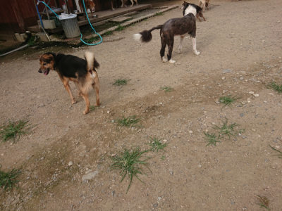 f:id:roukenhome-ann:20190709050653j:plain f:id:roukenhome-ann:20190709050653j:plain