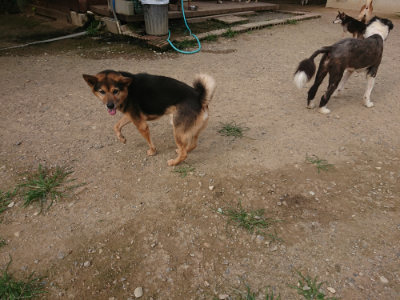 f:id:roukenhome-ann:20190709050659j:plain f:id:roukenhome-ann:20190709050659j:plain