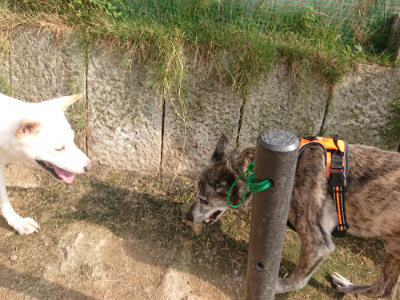 f:id:roukenhome-ann:20190709050704j:plain f:id:roukenhome-ann:20190709050704j:plain