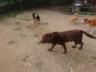f:id:roukenhome-ann:20190709050713j:plain f:id:roukenhome-ann:20190709050713j:plain