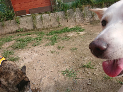 f:id:roukenhome-ann:20190709050717j:plain f:id:roukenhome-ann:20190709050717j:plain