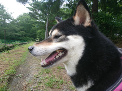f:id:roukenhome-ann:20190709050722j:plain f:id:roukenhome-ann:20190709050722j:plain
