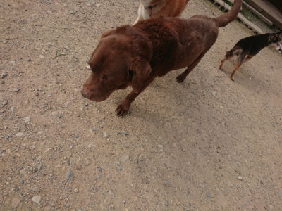 f:id:roukenhome-ann:20190709050728j:plain f:id:roukenhome-ann:20190709050728j:plain