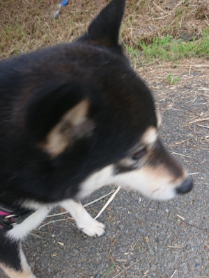 f:id:roukenhome-ann:20190709050737j:plain f:id:roukenhome-ann:20190709050737j:plain