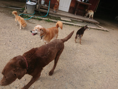 f:id:roukenhome-ann:20190709050741j:plain f:id:roukenhome-ann:20190709050741j:plain