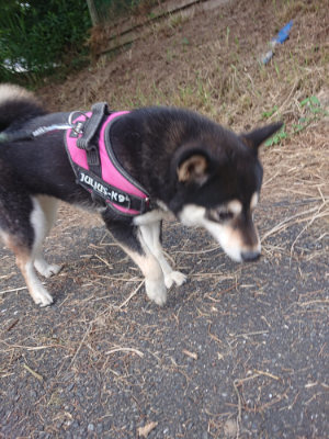 f:id:roukenhome-ann:20190709050750j:plain f:id:roukenhome-ann:20190709050750j:plain