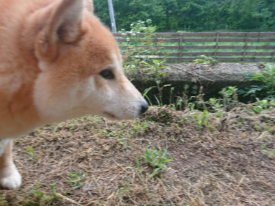 f:id:roukenhome-ann:20190709050754j:plain f:id:roukenhome-ann:20190709050754j:plain