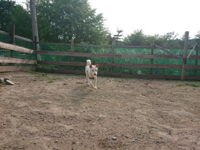 f:id:roukenhome-ann:20190709050759j:plain f:id:roukenhome-ann:20190709050759j:plain
