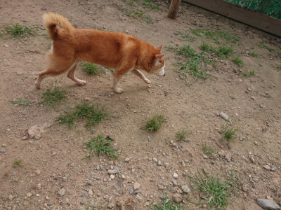 f:id:roukenhome-ann:20190709050813j:plain f:id:roukenhome-ann:20190709050813j:plain