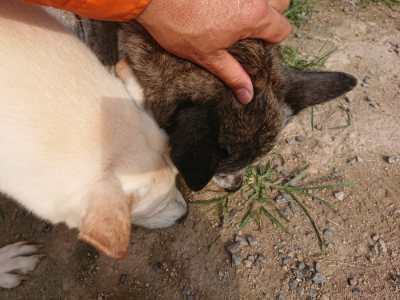 f:id:roukenhome-ann:20190709050821j:plain f:id:roukenhome-ann:20190709050821j:plain