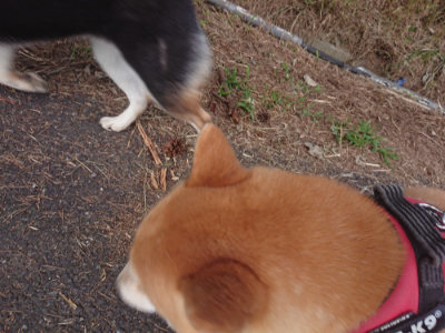 f:id:roukenhome-ann:20190709050825j:plain f:id:roukenhome-ann:20190709050825j:plain