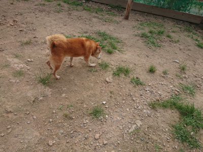 f:id:roukenhome-ann:20190709050830j:plain f:id:roukenhome-ann:20190709050830j:plain