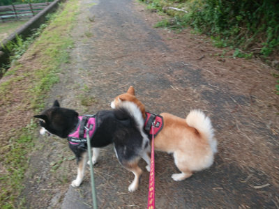 f:id:roukenhome-ann:20190709050843j:plain f:id:roukenhome-ann:20190709050843j:plain