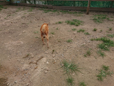 f:id:roukenhome-ann:20190709050847j:plain f:id:roukenhome-ann:20190709050847j:plain