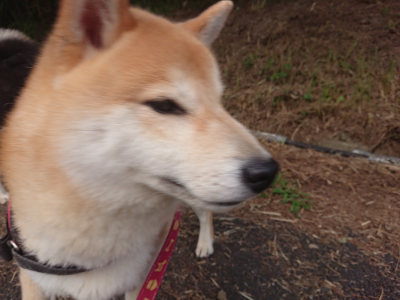 f:id:roukenhome-ann:20190709050856j:plain f:id:roukenhome-ann:20190709050856j:plain