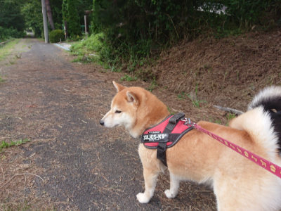f:id:roukenhome-ann:20190709050901j:plain f:id:roukenhome-ann:20190709050901j:plain