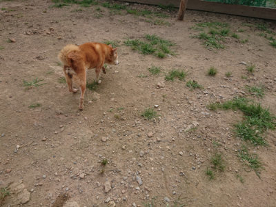 f:id:roukenhome-ann:20190709050906j:plain f:id:roukenhome-ann:20190709050906j:plain