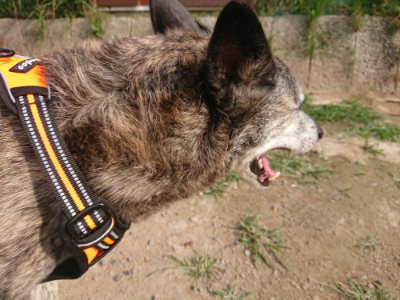 f:id:roukenhome-ann:20190709050914j:plain f:id:roukenhome-ann:20190709050914j:plain