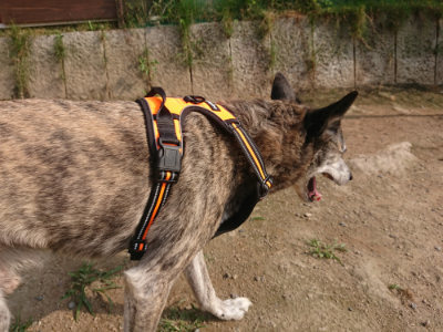 f:id:roukenhome-ann:20190709050928j:plain f:id:roukenhome-ann:20190709050928j:plain