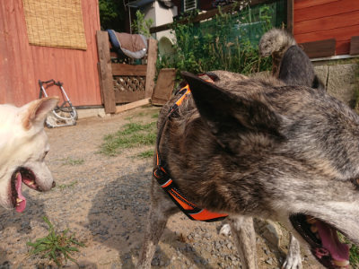 f:id:roukenhome-ann:20190709050941j:plain f:id:roukenhome-ann:20190709050941j:plain