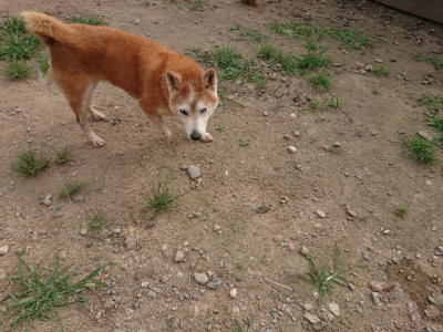 f:id:roukenhome-ann:20190709050950j:plain f:id:roukenhome-ann:20190709050950j:plain