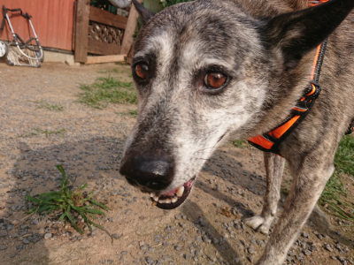 f:id:roukenhome-ann:20190709050955j:plain f:id:roukenhome-ann:20190709050955j:plain