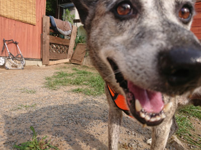 f:id:roukenhome-ann:20190709050959j:plain f:id:roukenhome-ann:20190709050959j:plain