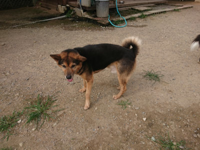 f:id:roukenhome-ann:20190709051003j:plain f:id:roukenhome-ann:20190709051003j:plain