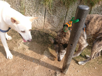 f:id:roukenhome-ann:20190709051012j:plain f:id:roukenhome-ann:20190709051012j:plain