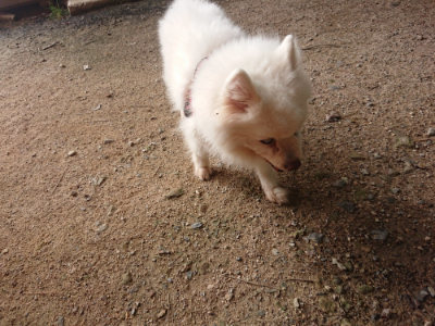 f:id:roukenhome-ann:20190709051557j:plain f:id:roukenhome-ann:20190709051557j:plain