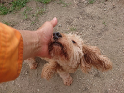 f:id:roukenhome-ann:20190709051650j:plain f:id:roukenhome-ann:20190709051650j:plain