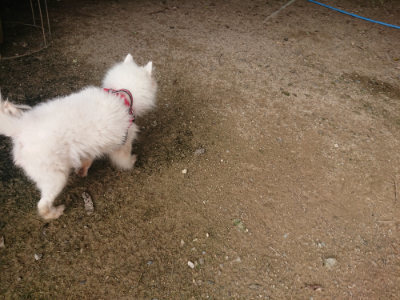 f:id:roukenhome-ann:20190709051734j:plain f:id:roukenhome-ann:20190709051734j:plain