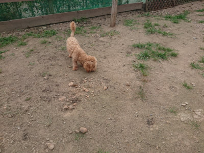 f:id:roukenhome-ann:20190709051849j:plain f:id:roukenhome-ann:20190709051849j:plain