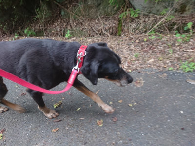 f:id:roukenhome-ann:20190709052002j:plain f:id:roukenhome-ann:20190709052002j:plain