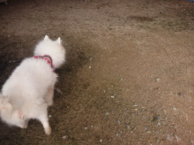 f:id:roukenhome-ann:20190709052125j:plain f:id:roukenhome-ann:20190709052125j:plain