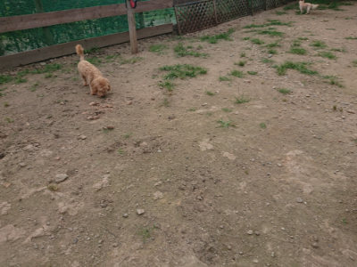f:id:roukenhome-ann:20190709052215j:plain f:id:roukenhome-ann:20190709052215j:plain