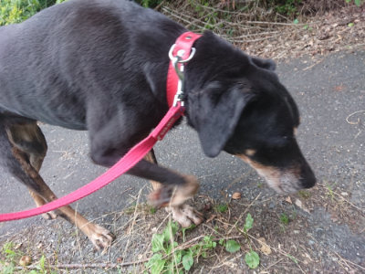 f:id:roukenhome-ann:20190709052232j:plain f:id:roukenhome-ann:20190709052232j:plain