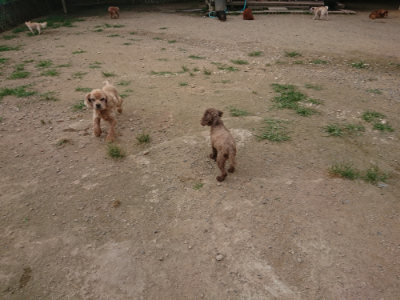 f:id:roukenhome-ann:20190709052435j:plain f:id:roukenhome-ann:20190709052435j:plain