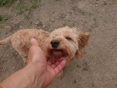 f:id:roukenhome-ann:20190709052441j:plain f:id:roukenhome-ann:20190709052441j:plain