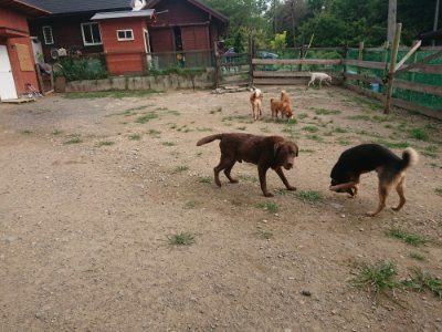 f:id:roukenhome-ann:20190709052445j:plain f:id:roukenhome-ann:20190709052445j:plain